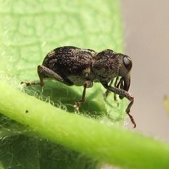 Acoptus suturalis
