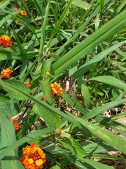 Catasticta nimbice
