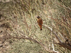 Hirundinea ferruginea