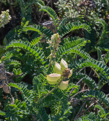 Astragalus nuttallii