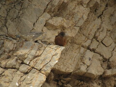 Hirundinea ferruginea