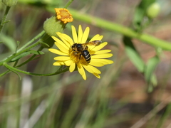Andrena fulvipennis