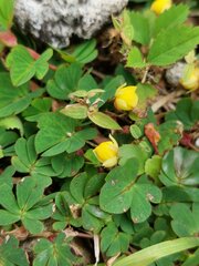 Chamaecrista rotundifolia