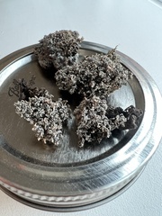 Stereocaulon sterile