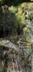 Scapania undulata