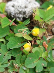 Chamaecrista rotundifolia