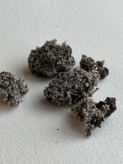 Stereocaulon sterile