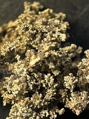 Stereocaulon sterile