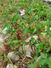 Melastomeae