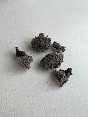 Stereocaulon sterile