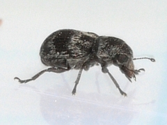 Allandrus populi