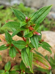 Melastomeae