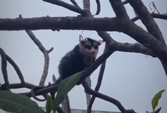 Didelphis albiventris