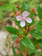 Melastomeae
