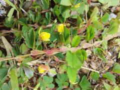Chamaecrista rotundifolia