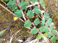 Chamaecrista rotundifolia