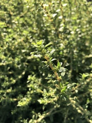 Amaranthus albus