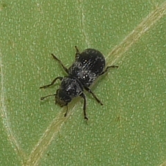 Allandrus populi