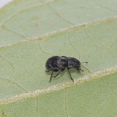 Allandrus populi