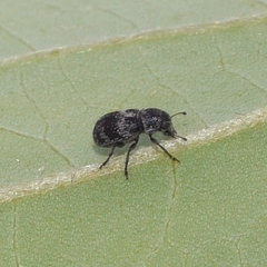 Allandrus populi