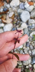 Stachys hyssopifolia