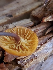 Xeromphalina cauticinalis