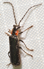 Cantharis tuberculata