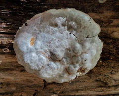 Reticularia