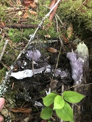 Nectriopsis violacea