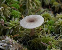 Lactarius griseus