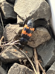 Nicrophorus marginatus