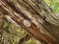 Reticularia