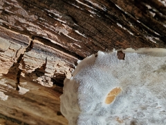 Reticularia