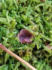 Ascocoryne cylichnium