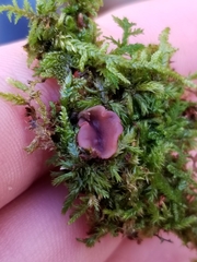 Ascocoryne cylichnium