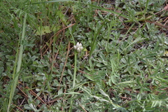 Antennaria parvifolia