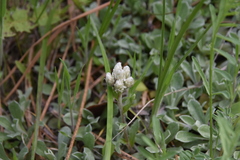 Antennaria parvifolia