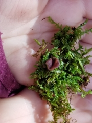 Ascocoryne cylichnium