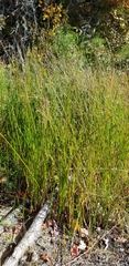 Juncus militaris