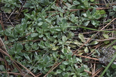 Antennaria parvifolia