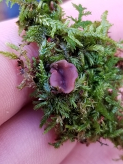 Ascocoryne cylichnium