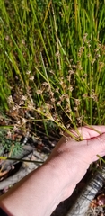 Juncus militaris