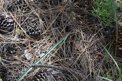 Calochortus macrocarpus macrocarpus