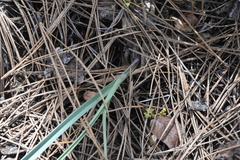 Calochortus macrocarpus macrocarpus