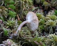 Lactarius griseus