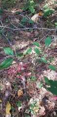 Viburnum cassinoides