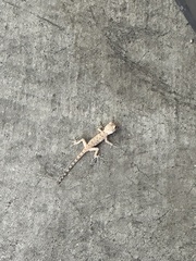 Cyrtopodion scabrum