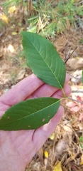 Viburnum cassinoides