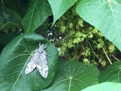 Psilogramma casuarinae