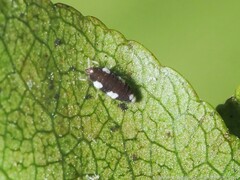Semidalis